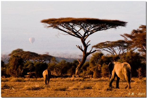 Африканское сафари. Кения, сентябрь 2009 года