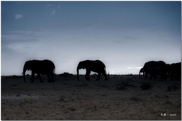Африканское сафари. Кения, сентябрь 2009 года
